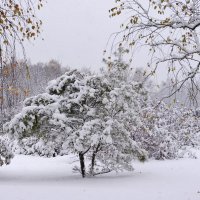 Первый снег (2) :: Nina Karyuk