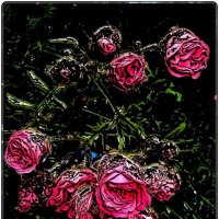 Веточка вьющейся розы :: Нина Корешкова