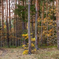 Осенний лес :: Андрей Николаевич Незнанов