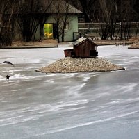Снег, ветер и позёмка на пруду зоопарка. :: Татьяна Помогалова