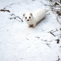 Зимой так хочется ласки (3 ) -:)) :: Александр Запылёнов