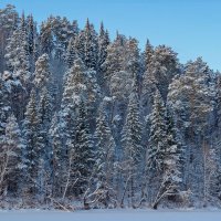 Снежный лес на р.Сылве :: Алексей Сметкин