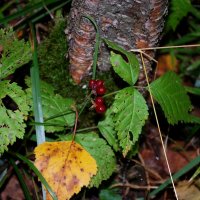 Осень в лесу.. :: Вера (makivera)
