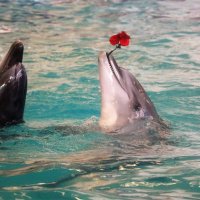 Танец дельфинов :: Елена Голос 