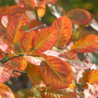 Осенняя палитра листьев :: wea *