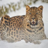 Дальневосточный леопард :: cfysx 