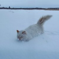 Бегом по снегу :: Светлана Рябова-Шатунова