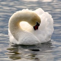 Лебедь белый :: Ольга (crim41evp)
