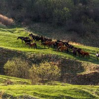 Табун 2 :: Альберт Беляев