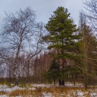 Большие деревья :: Сергей Цветков