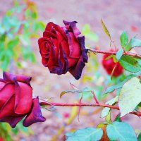 Замерзаюшие розы :: Ольга (crim41evp)