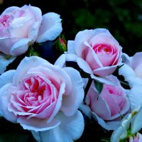 Дачные розы :: Светлана Петошина