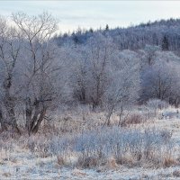 "Седой", морозный лес. :: Сергей Калиновский
