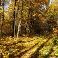 Золотая осень :: Милешкин Владимир Алексеевич 