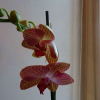 Орхидея :: татьяна 