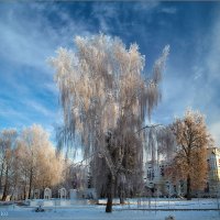 Зима,холода... :: Сергей Величко