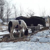 Зима... кони... 2 :: Светлана Рябова-Шатунова