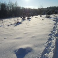 Лыжня в лесу :: Татьяна Егорова