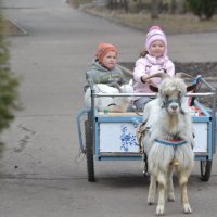 Ездовой козел Мартин :: Наталья 