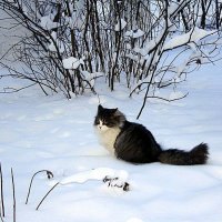 Зимний кот. :: Любовь 