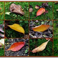 Осенние цвета :: Heinz Thorns