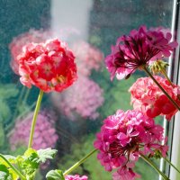 Цветы на окне :: Сергей Тарабара
