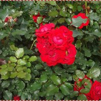 Красные розы :: Вера 