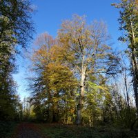 два старых деревьев и время - Осень :: Heinz Thorns