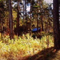 Дом в лесу. :: Мила Бовкун