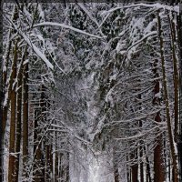Прогулка по зимнему лесу :: san05 -  Александр Савицкий