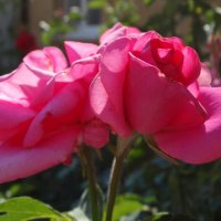 Июнь,утро,розы...3 :: Тамара (st.tamara)