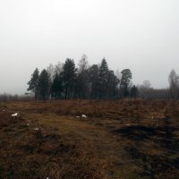 Перелесок в тумане :: Василий Ворона
