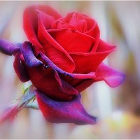 Подмерзшая роза :: Ольга (crim41evp)
