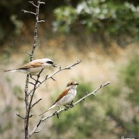 Мастер пикапа... Пара сорокопутов жуланов... Picup master... A pair of lanius collurio... :: Сергей Леонтьев