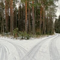 Декабрь в сосновом бору :: Милешкин Владимир Алексеевич 