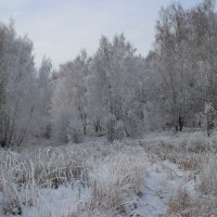 Мой зимний сказочный лес. :: Василий Капитанов