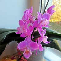 Орхидея :: Лариса 