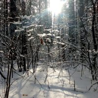 зимний лес :: Александр Прокудин