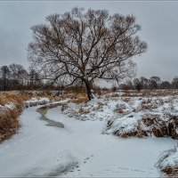 Первые шаги зимы :: Андрей Дворников