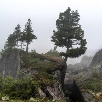 Кедры в тумане. :: Ник Васильев