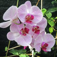 Орхидеи :: Tamara *