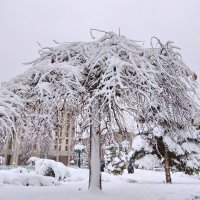 Снег :: tina kulikowa