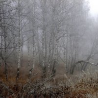 Холодный туман. :: nadyasilyuk Вознюк