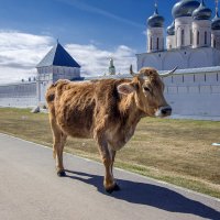 2018.05.01_8029-2  Макарьево корова 1920 :: Дед Егор 