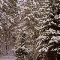 Лес дремучий снегами покрыт. :: Мила Бовкун