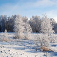 Зимний пейзаж :: lyudmila Курлова