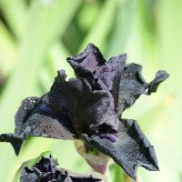 Редчайший чёрный ирис в ботаническом саду. Арт от природы) :: Тамара Бедай 