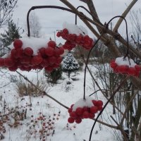 Зима, декабрь :: Elena Tkacheva