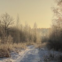 Морозное утро :: Светлана 