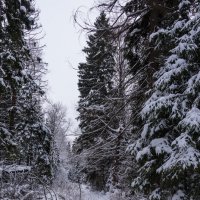 Зимний лес :: Владимир Брагилевский